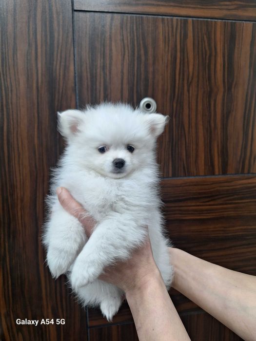 Померан(мини шпиц)