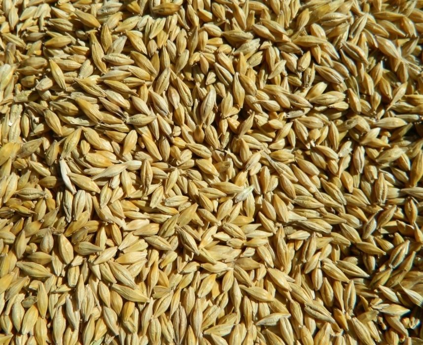 Ячмень чищенный.