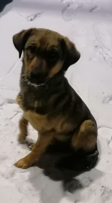 Собачка в добрые руки