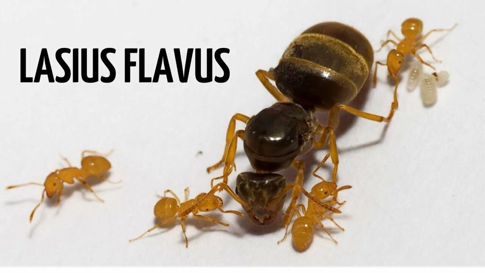 Муравьи Lasius Flavus