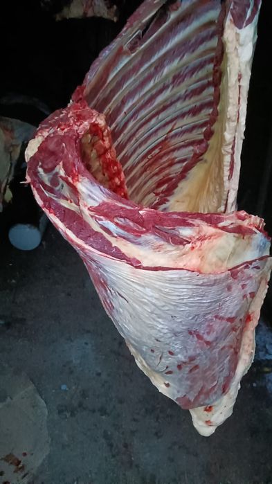 Жабағылар бар соғымға семіз