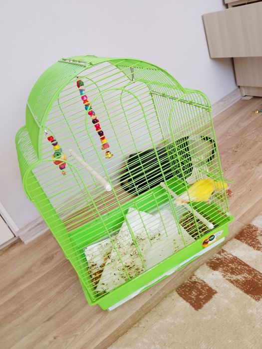 Продам попугая неразлучника