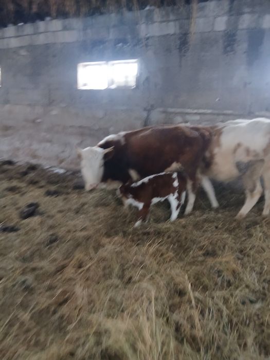 Продается коровы.