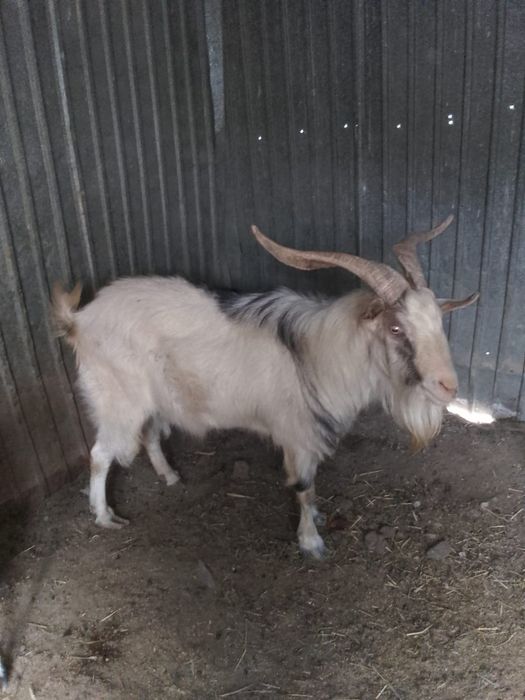 Заненский теке. Ешкилер сатылады