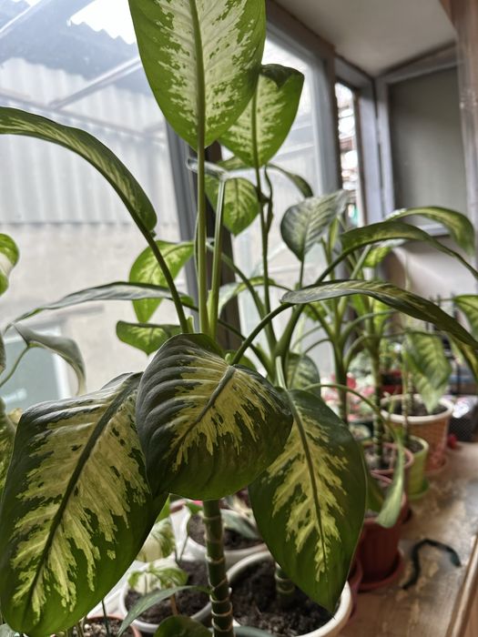 Цветы комнатные для дома