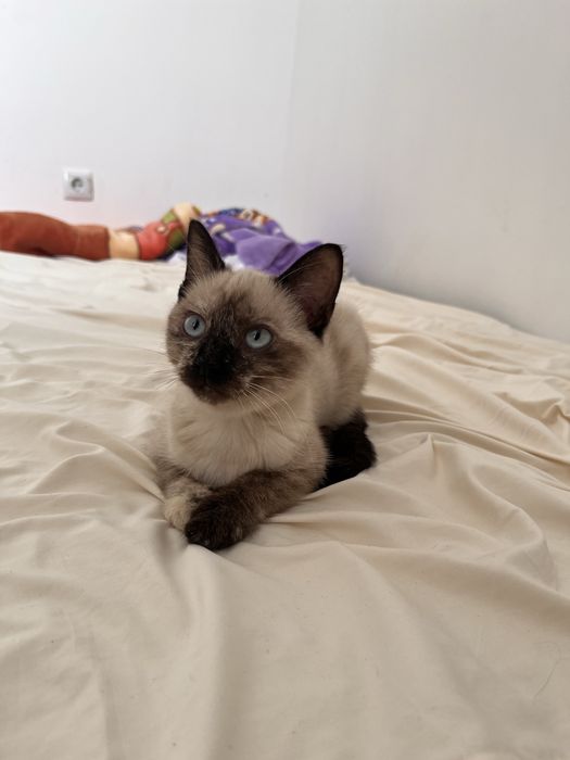 Котенок 4 месяца