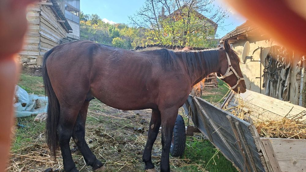 Vand cal in varsta de 9ani