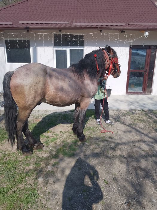 Vând mânz de 2ani și 5 luni sau schimb cu iapă la garanție !