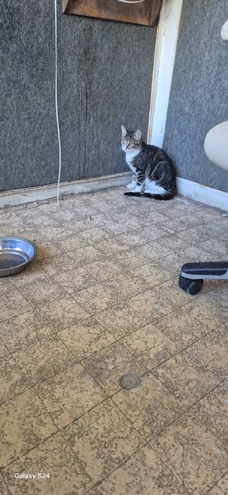 Котенца за отглеждане