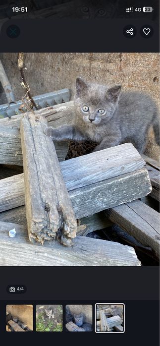 Отдам котят в добрые руки!