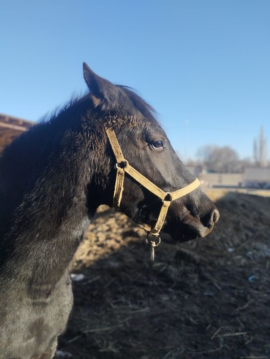 Продам тайчика инаходей жорға