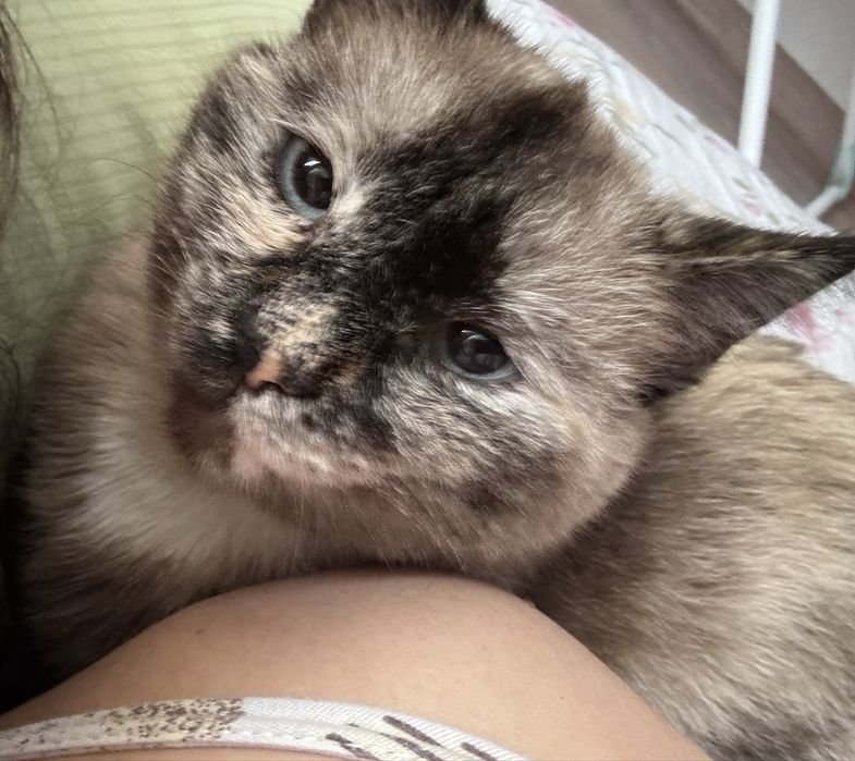 Отдам кошку бесплатно