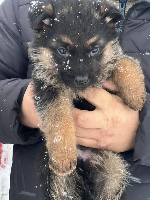 Щенки немецкой овчарки