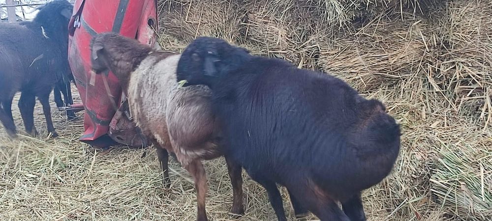 Жирные бараны, 10 месяцев токты