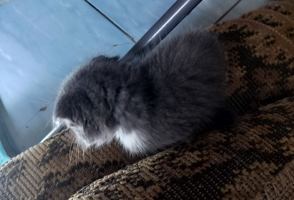 СРОЧНО!! Отдам котят в добрые руки!!