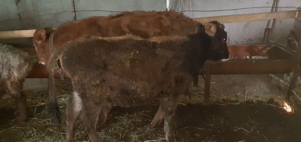 Таначалар Гуножинчалар бор