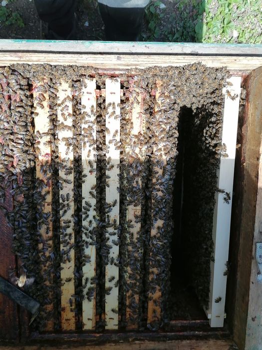 Vând 10 familii de albine