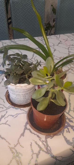 Комнатные цветы толстянка