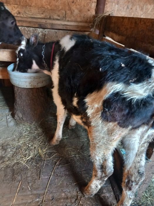 Vand   sau schimb două vitele  de patru luni