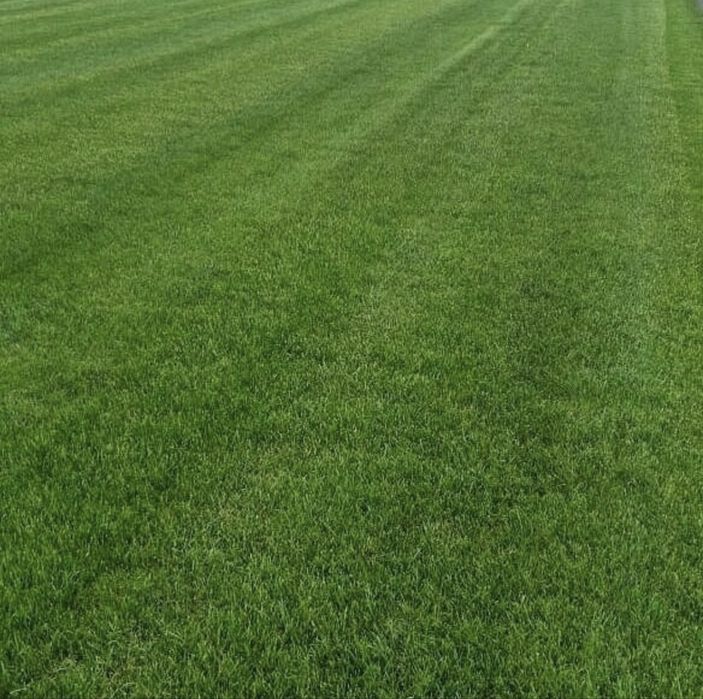 Газон, ландшафт, полиф киламиз тез ва арзон нархда