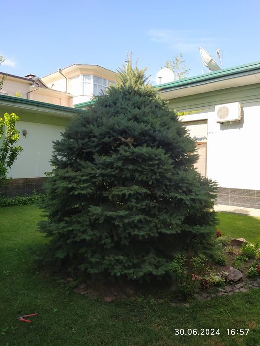 Голубая Ёлка продается