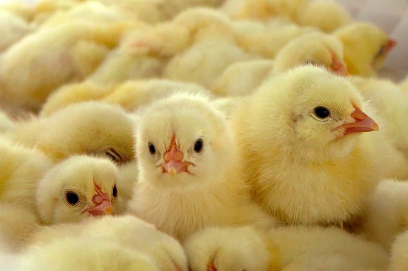Цыплята бройлер росс-308