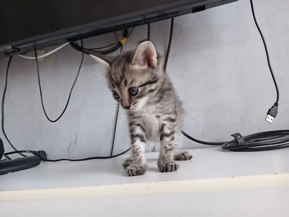 Котята Еркек марғау сатылады