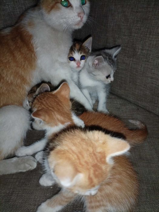 Отдам котят мама Крысолов