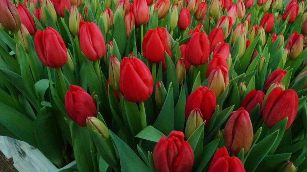 Тюльпаны с луковицами