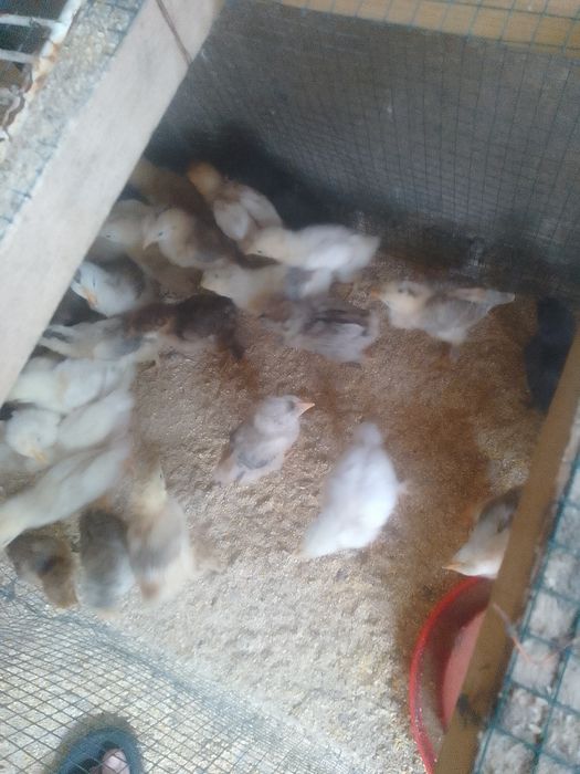 Pui de găină de țară