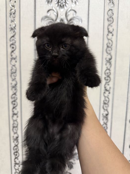 Шотланские кошки