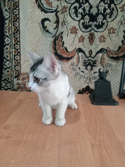 Домашние животные