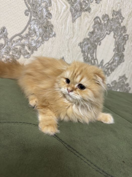 Mushuk sotiladi zotli sog’lom