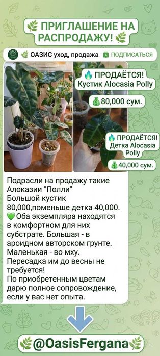 Алоказия Полли детки