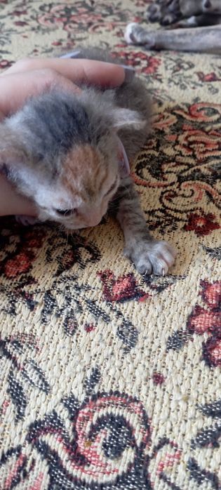 Котята Донской породы