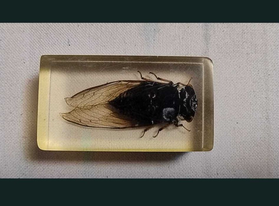 Insecte reale conservate în rășină sintetică - seria de la Deagostini