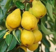 Pomi columnari pt spatii mici