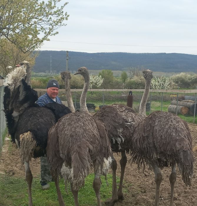 Vând familie struți