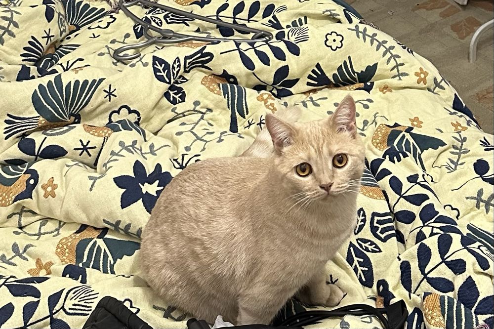 Ищем сердечного хозяина!