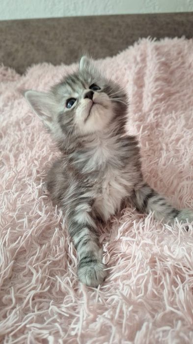 Мейнун котятки чистокровные