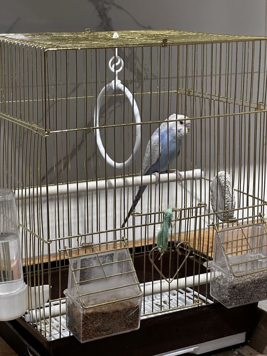 Волнистый попугай