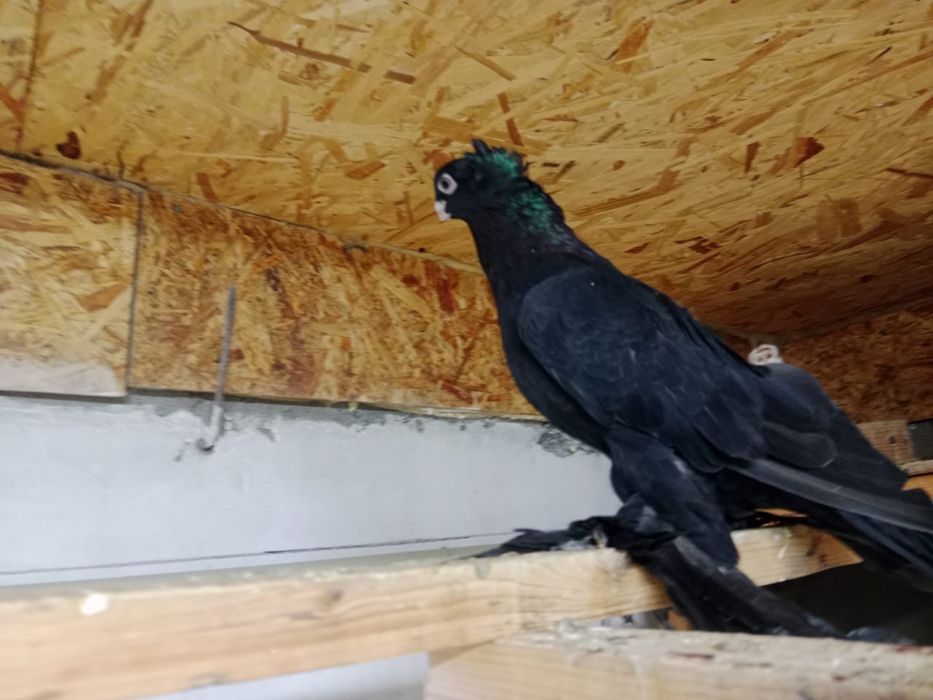 Продам   голубей