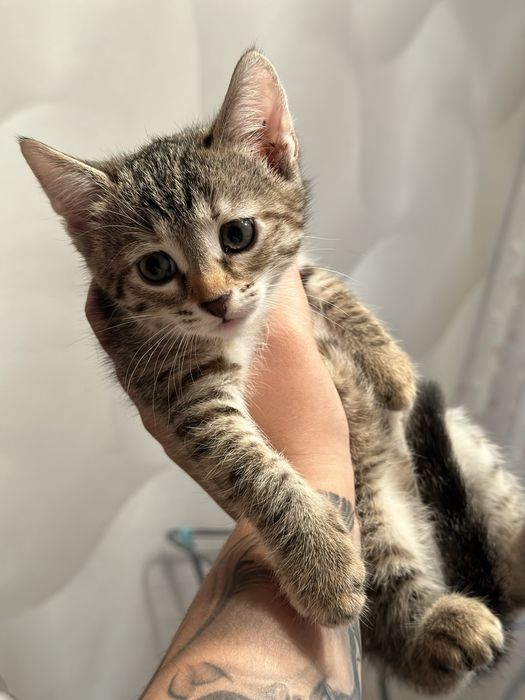 Котята бесплатно