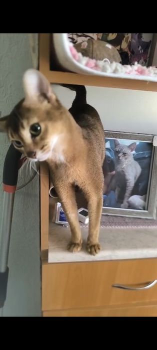 Абиссинский котенок.