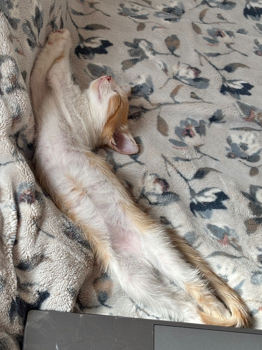 Отдам котят. Трехцветные девочки, рыбе белые мальчики.