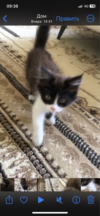 Котенок мальчик. Очень ласковый, любит играть.