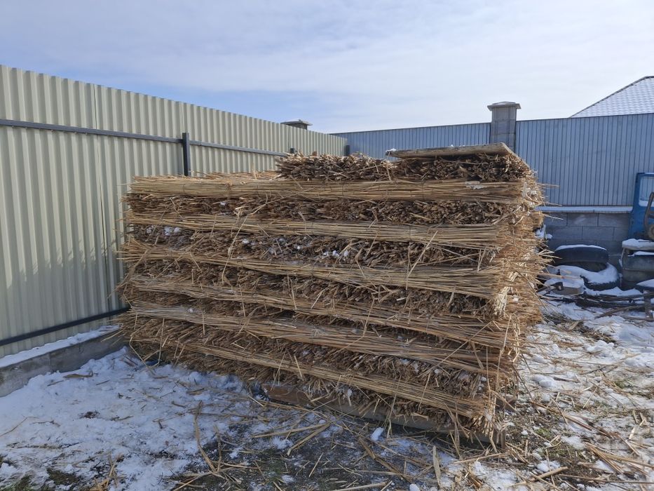 Қамыс (камыш) строительныф