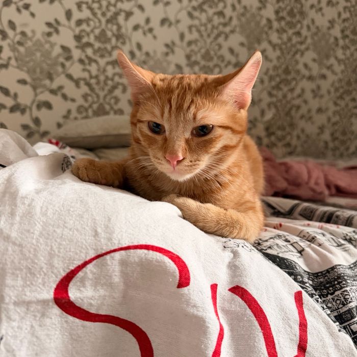 Кот отдам в хорошие руки