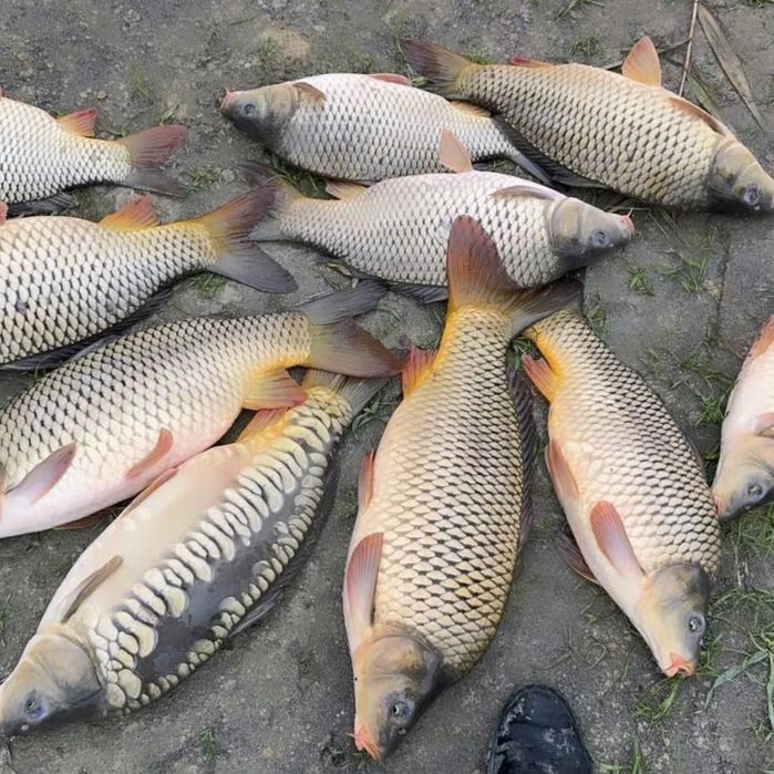 Балик  сазан Талсталоб talstalob sazan рыба продаём живая сазан