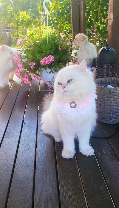 Fetita British Longhair alba cu ochi albastri superba